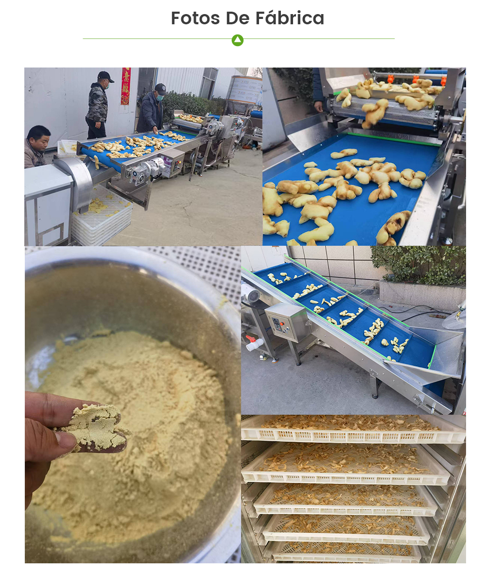 Línea De Procesamiento De Jengibre -  - 7