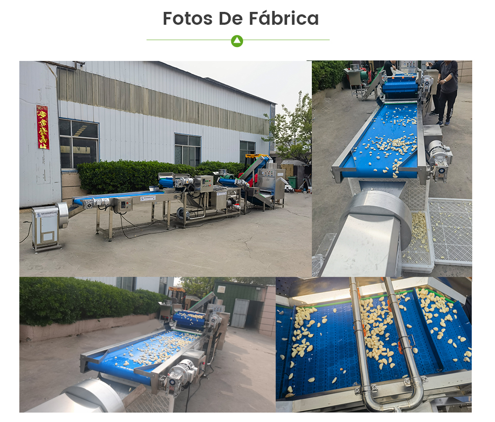 Línea De Procesamiento De Ajo -  - 8