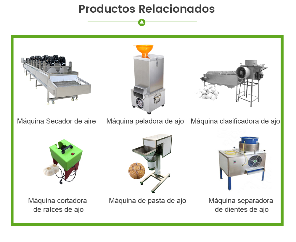 Línea De Procesamiento De Ajo -  - 9