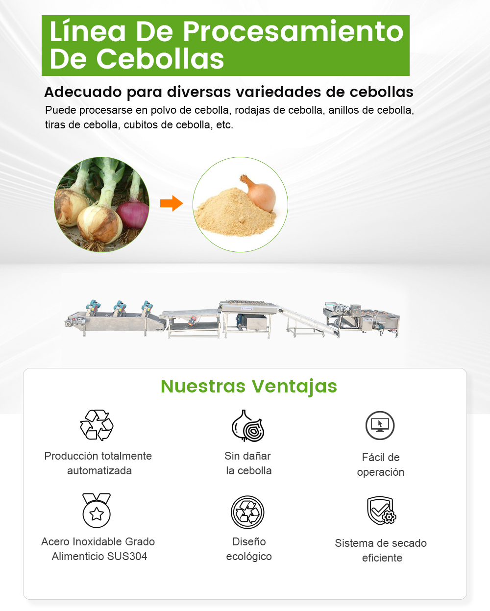 Línea De Procesamiento De Cebollas -  - 1